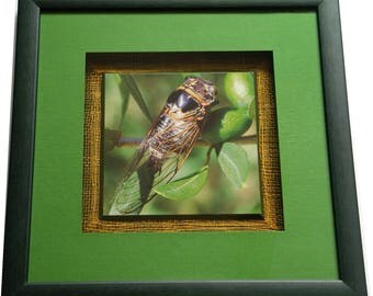 Frame with a card depicting a picture of cicada