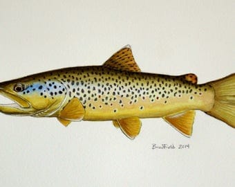 Limited Run Pen and Ink Brown Trout Sketch Prints 4.5x6.5