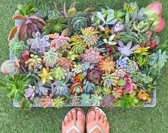 DIY Succulent cutting clipping arrangement display exotic collector wedding bouquet bride bridesmaid groom groomsman favour gift Australia