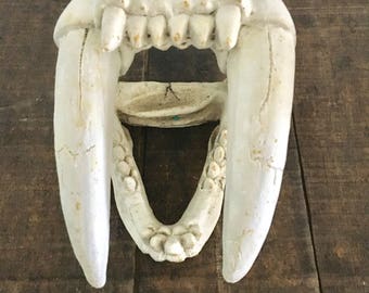 Vintage saber tooth tiger skull