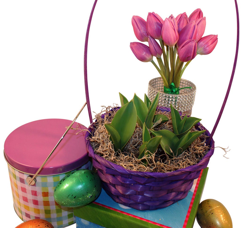 Flowering Tulip Bulb Basket/ Blue Wicker Basket with Handle/ PrePotted