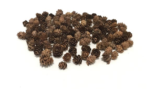 SEASONAL ITEM 100 Natural Mini Pine Cones Wooden Pine