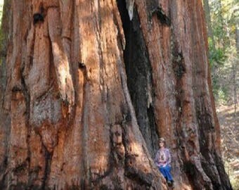 100 Giant Sequoia Tree Seeds, Sequoia Gigantea