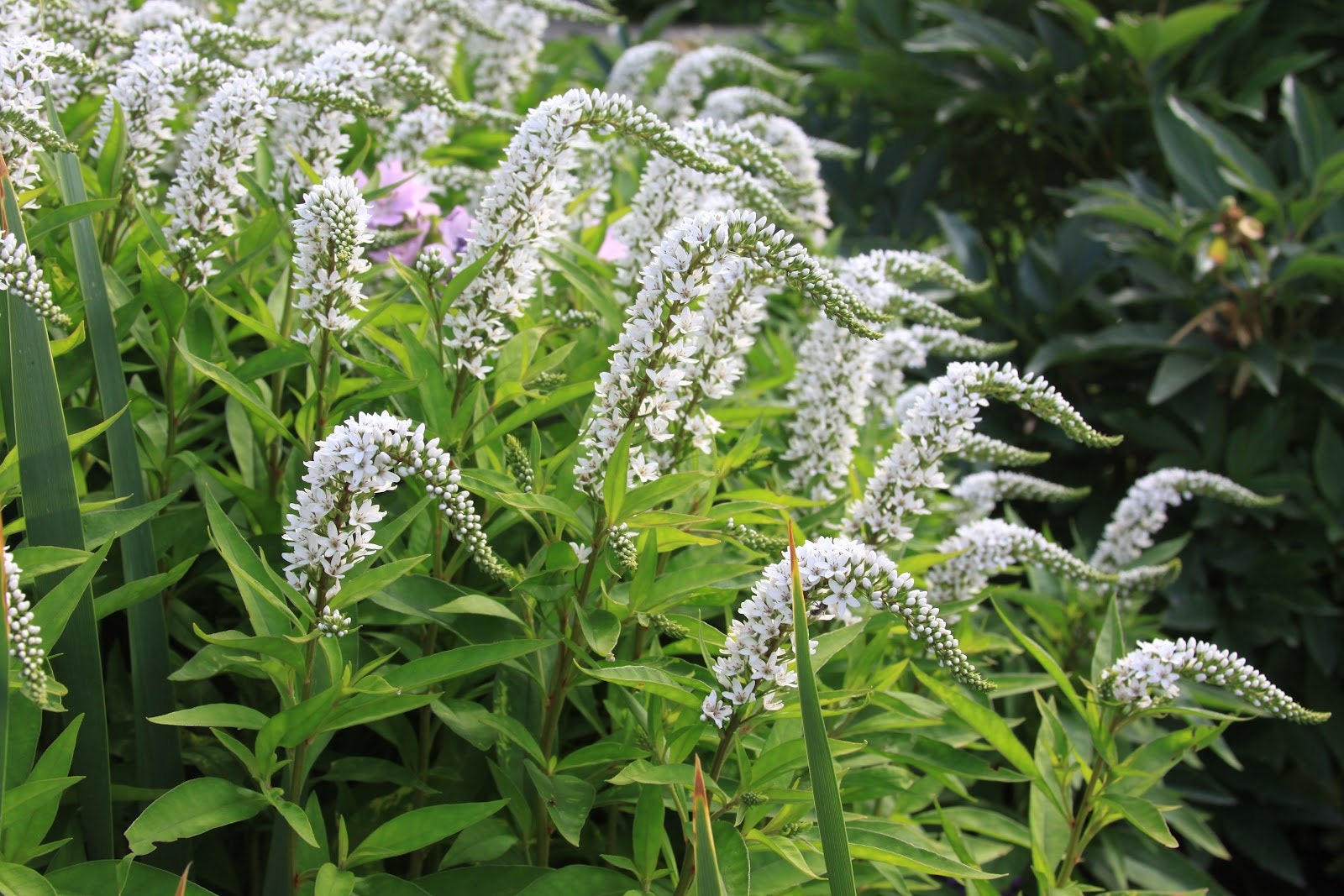 Gooseneck Loosestrife Perennial Plant Lysimachia Clethroides