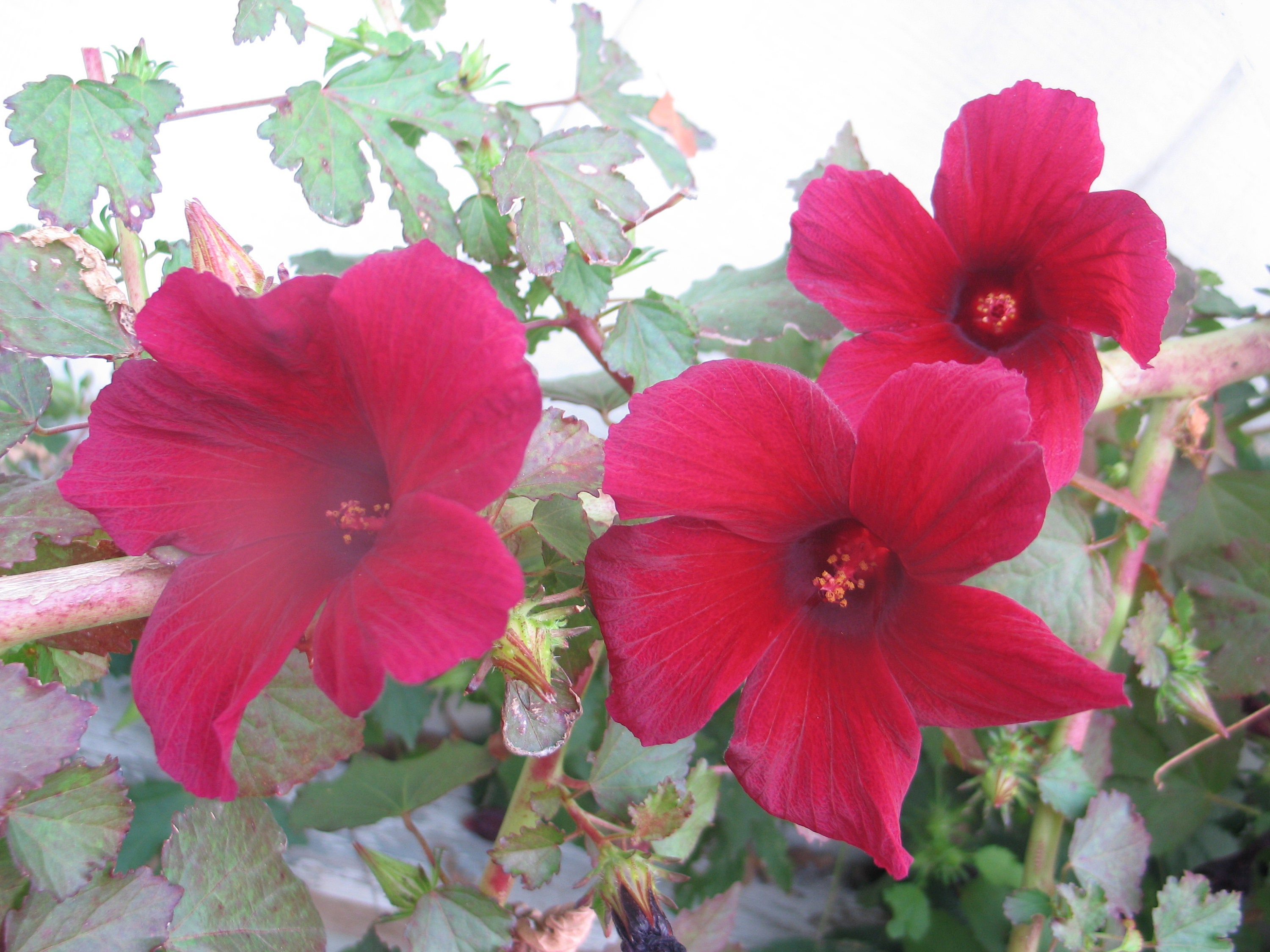 Hibiscus radiatus October Rose plant FREE SHIP