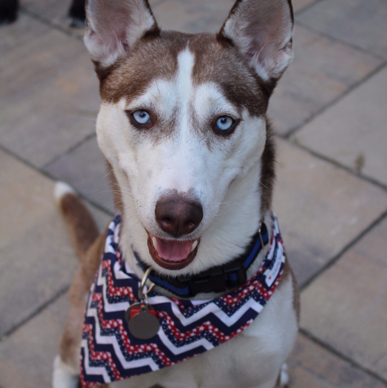 Friendship Bracelets Furiendship Bracelet Matching Dog