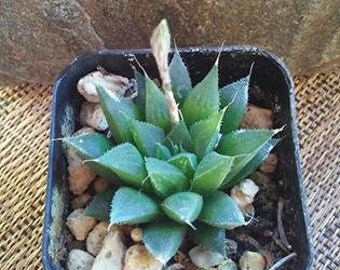 Haworthia heidelbergensis - uncommon succulent