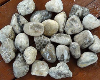 Pack of 25 Raw Petoskey/Fossil Stones #4