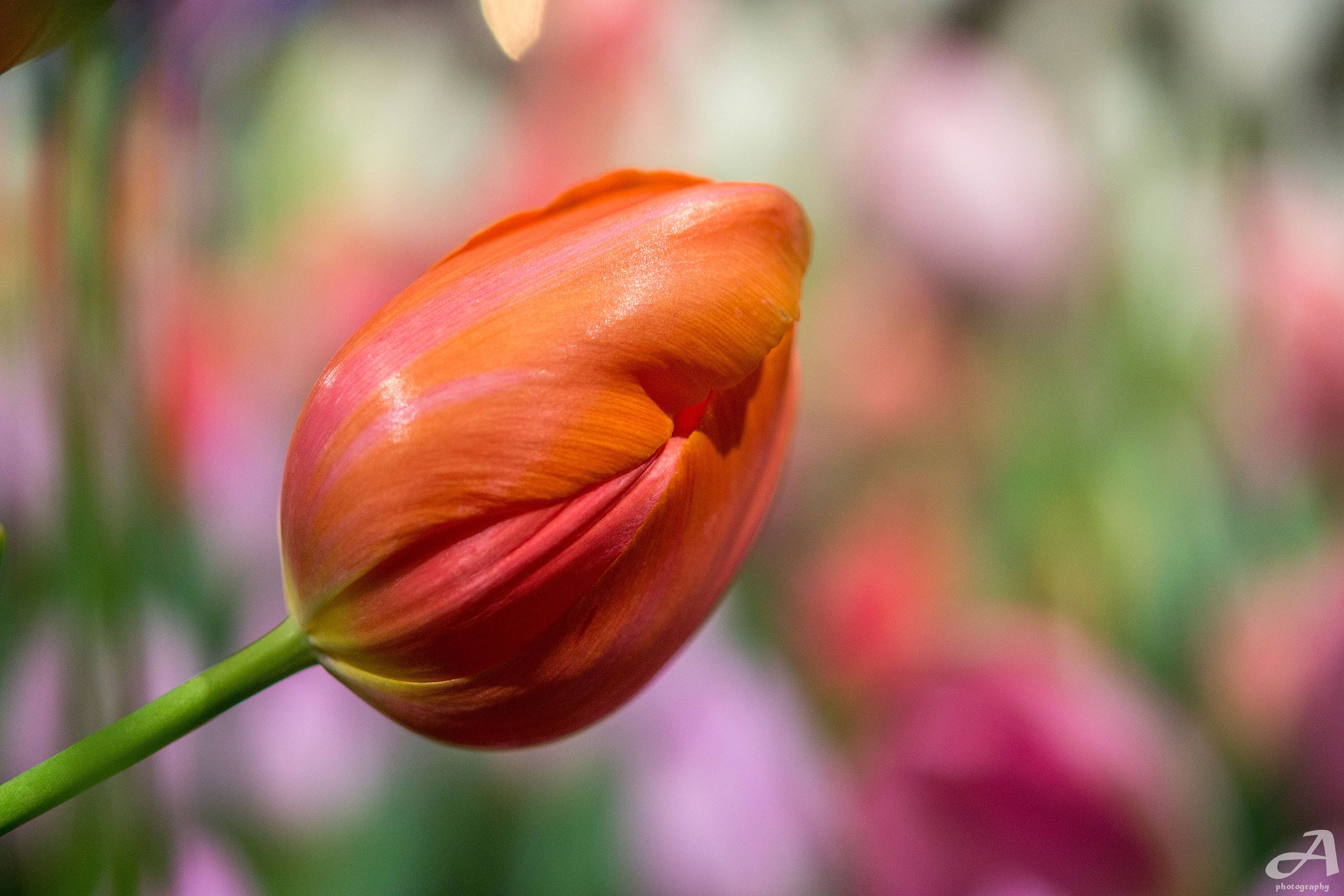 A tulip before it's bloom.