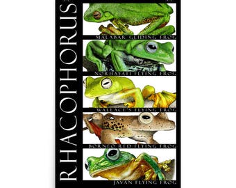 Rainforest Frogs Art Print