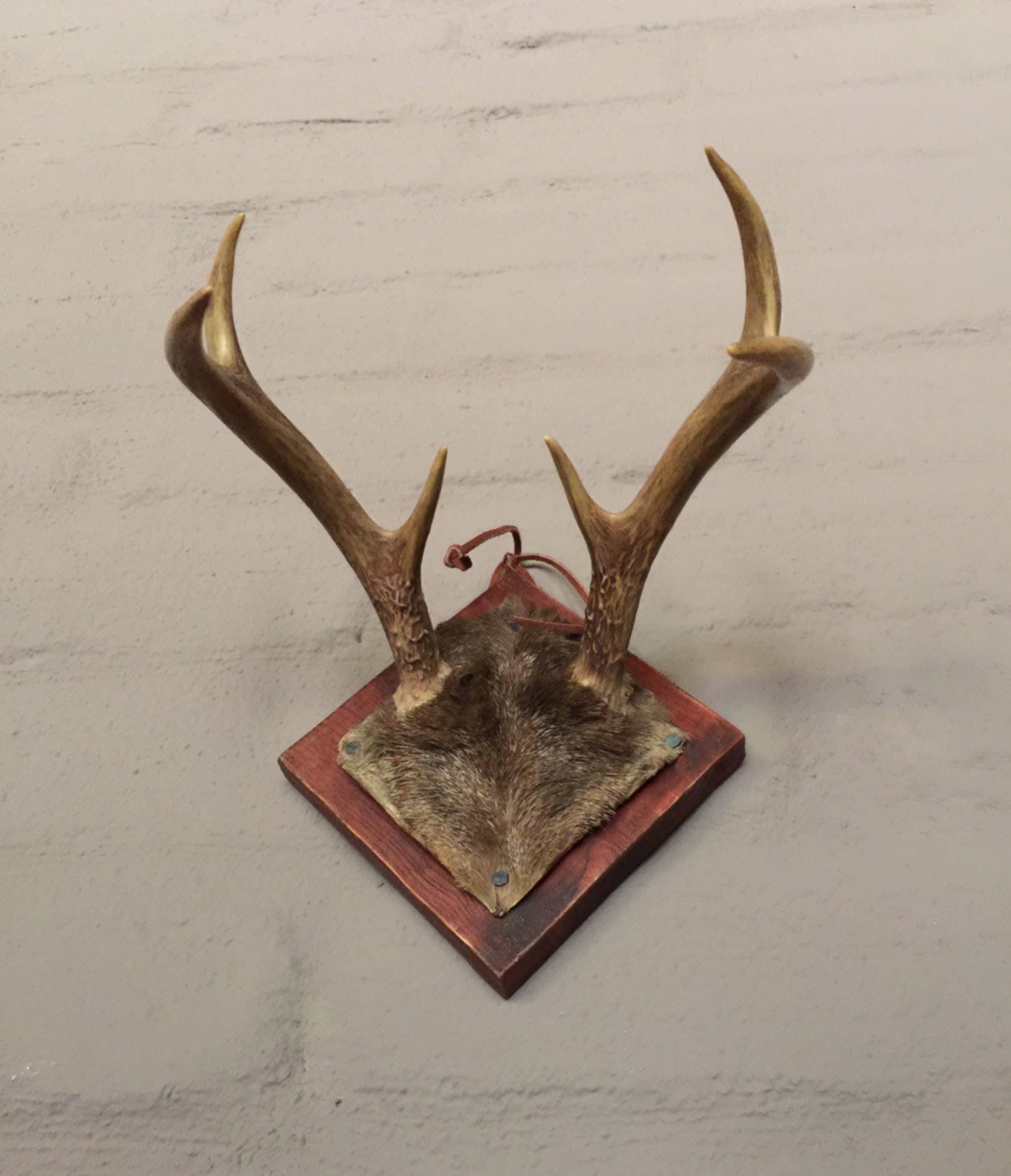Deer antlers mounted on wood small antlers 6 points rustic