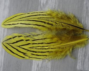Set of 10 silver pheasant feathers tinted yellow
