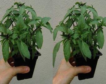 Thai Holy Basil aka Ocimum tenuiflorum Live Plants Tulasi, Tulsi, Hung Que Live Plant Fit 1 Gallon Pot
