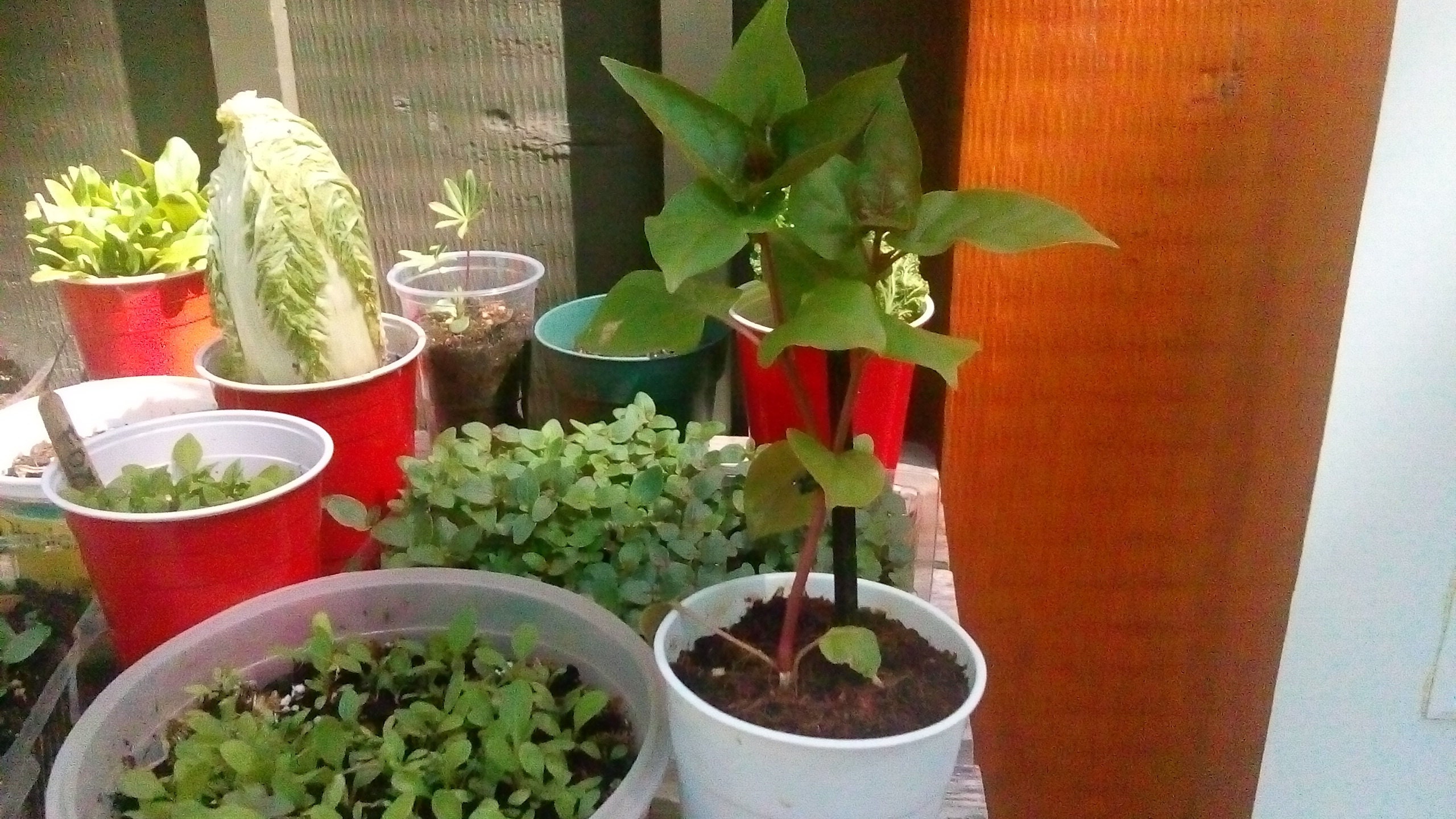 wintersowing