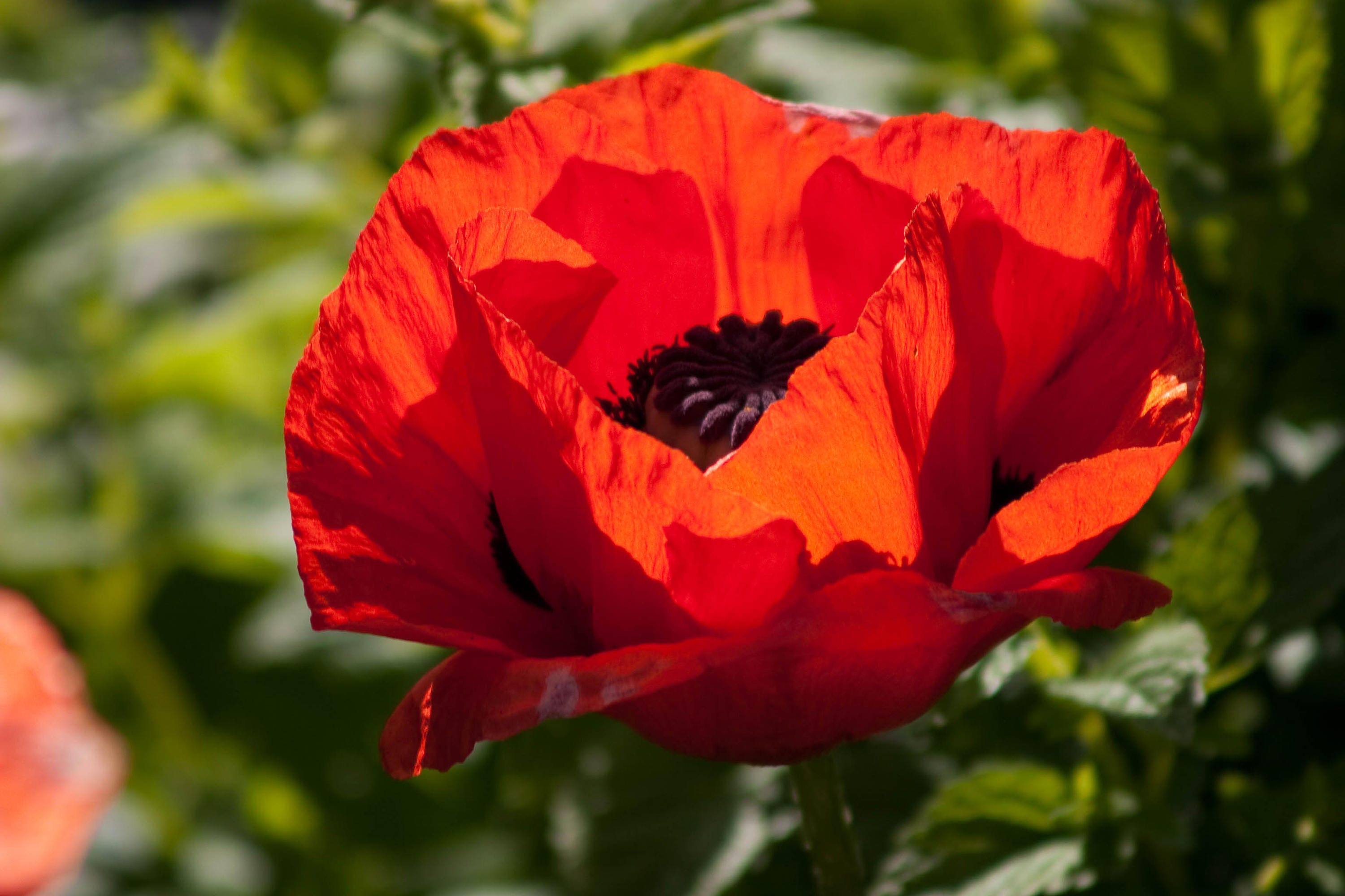 1000 Red TURKISH POPPY Heirloom Papaver Somniferum Flower