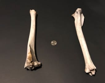 Deer leg bone | Etsy