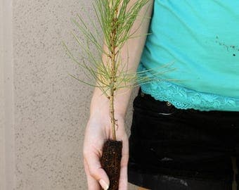 TreesAgain Ponderosa Pine Tree - Pinus ponderosa - 4 to 7+ inches (see state restrictions)