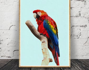 Oiseau perroquet Print, Tropical Wall Art, Toucan oiseau, décor Tropical, Printable Art, rose jaune noir, photographie d’oiseaux