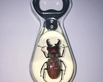 Real stag beetle bottle opener/fridge magnet