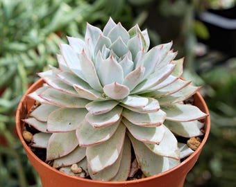 Echeveria Pulidonis Succulent Plants, Pulido's Echeveria, Large Succulent Terrarium Plant Colorful Succulent Wedding Favors, Agavoides Ebony