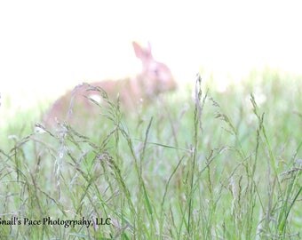 Digital Download: Mystical Grassland