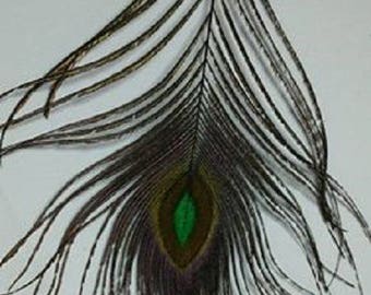 A beautiful green Peacock feather is 13cm turquoise reflection