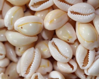 400 cowries 400 cowries free plus 800 cowries with hole 1 1/2 cm - 2.5 cm 12 mm - 25 mm