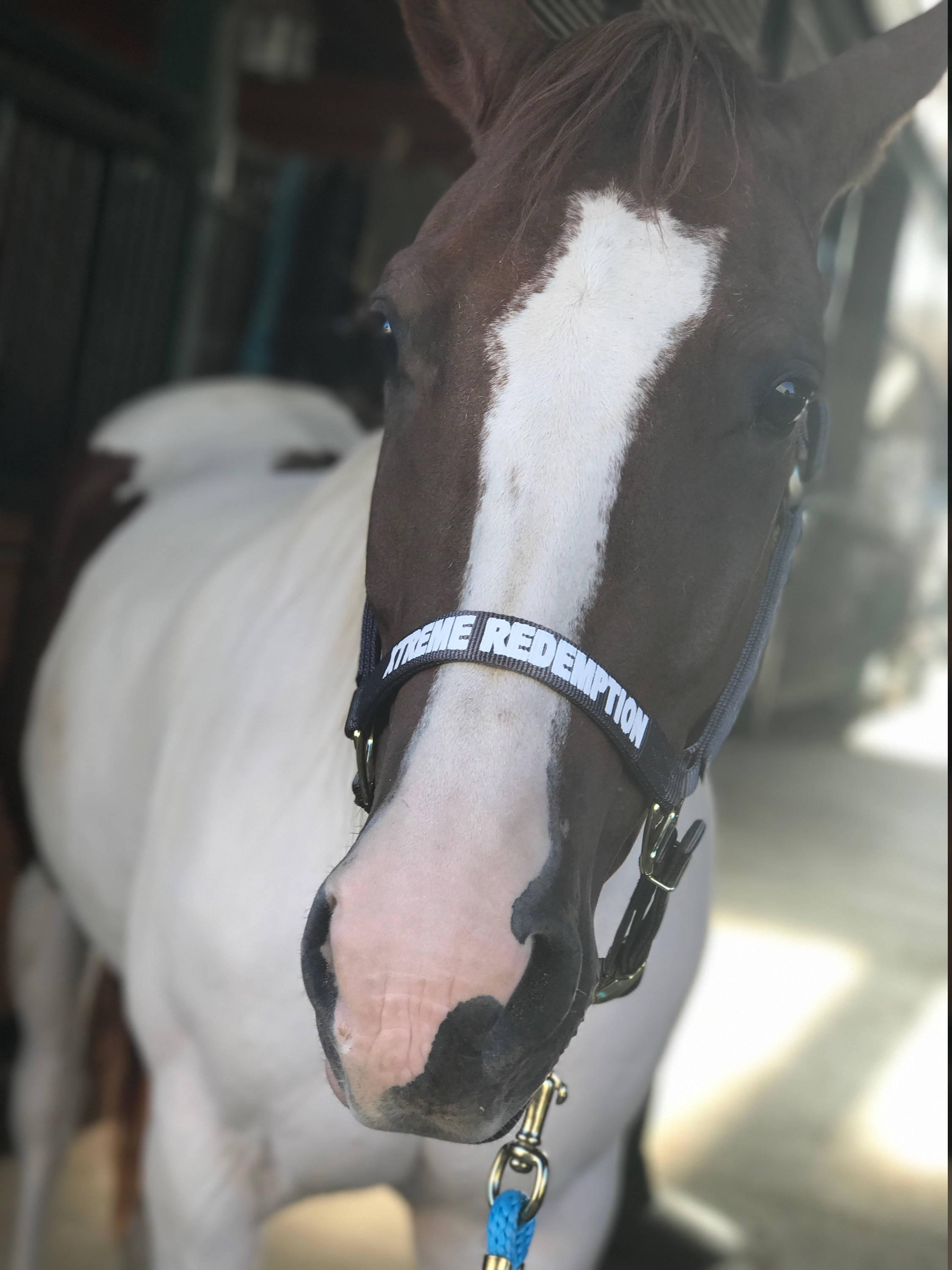 Personalized DuMOR Premium Horse Halter Vinyl