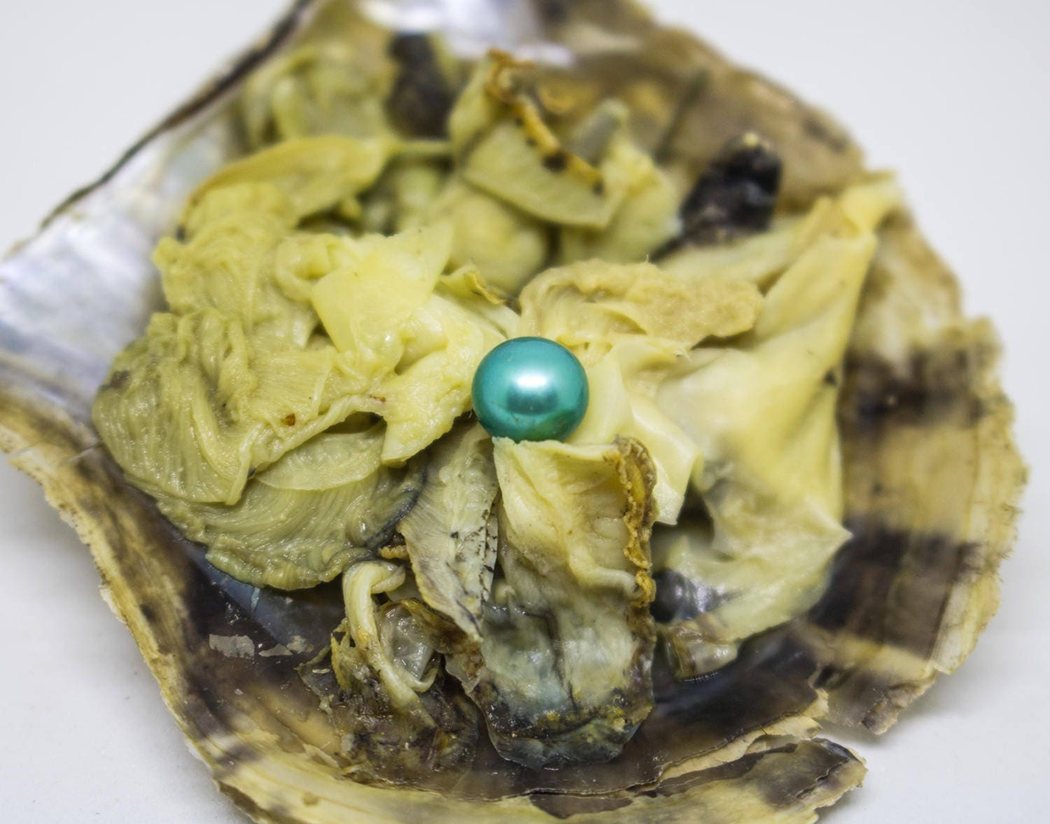 20 Akoya Oysters W/ Green Pearls, Genuine Pearl, Bulk Wholesale