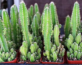 Fairy Castle Cactus Plant
