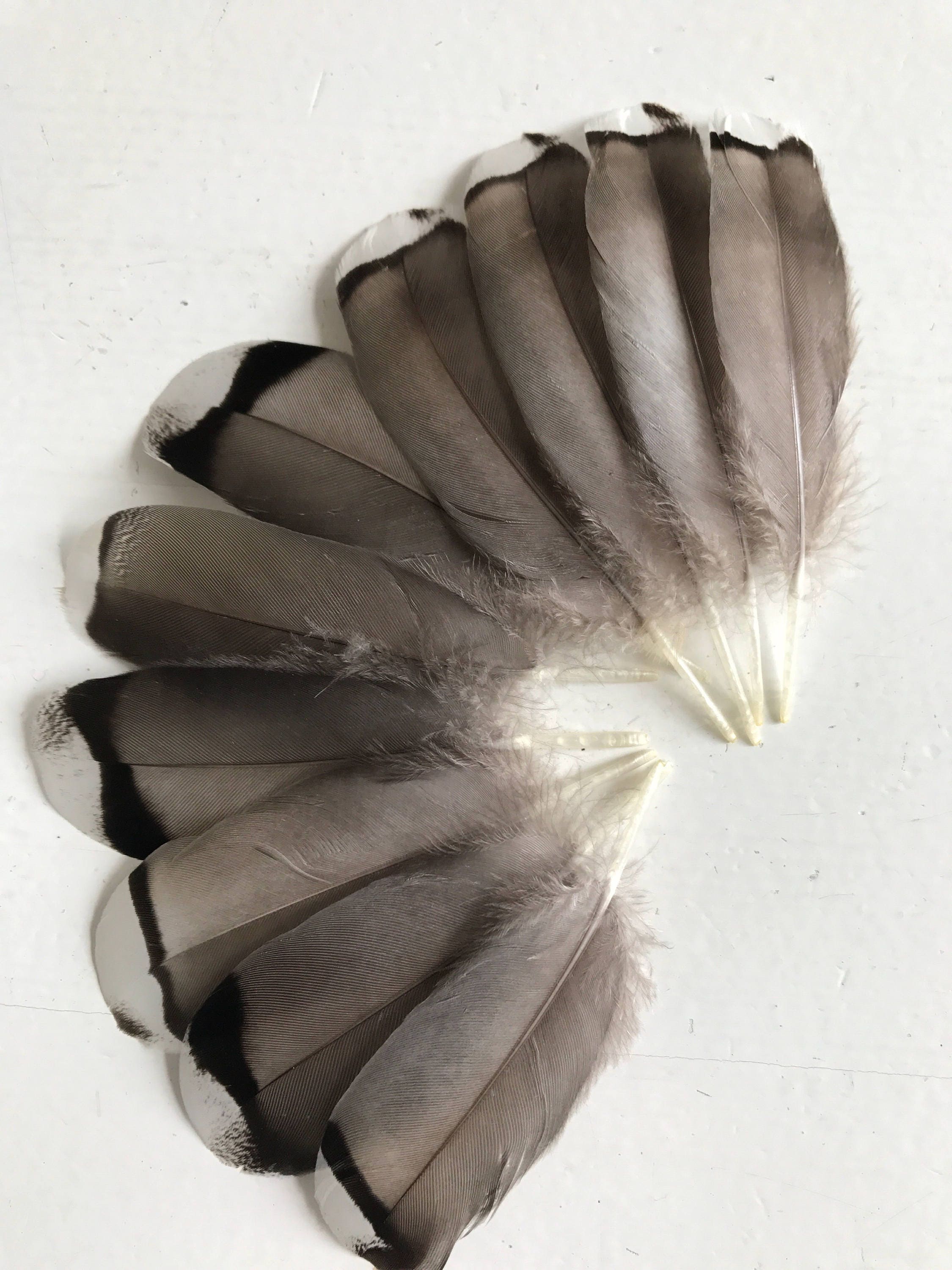 Unique Grey feathers - Crafting feathers - Supplies - cruelty free ...