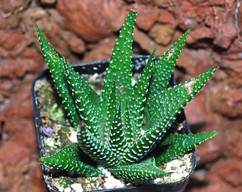 Haworthia Fasciata 2" Pot