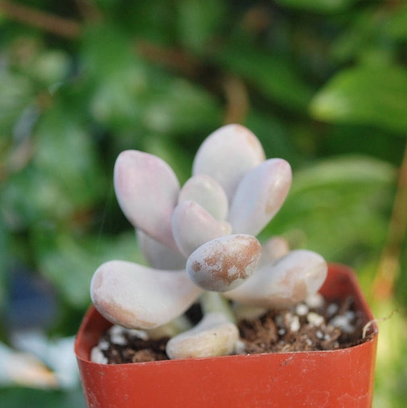 2 Pink Moonstone SucculentPachyveria Oviferum Roseum 2