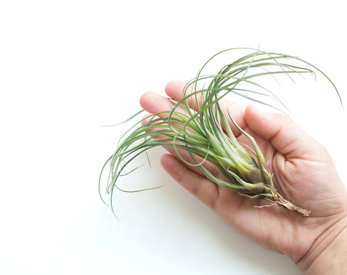 Tillandsia Punctulata, Air Plants, Air Plant Terrarium, Plant Gift, Airplant, House Plant, Indoor Plants, Home Decor Plants, Air Ferns