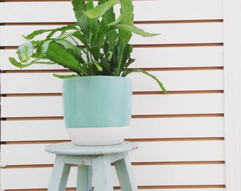 Golden Orchid Cactus Plant (1)