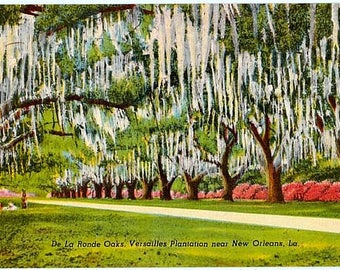 Vintage New Orleans Postcard - The De La Ronde Oaks (Unused)