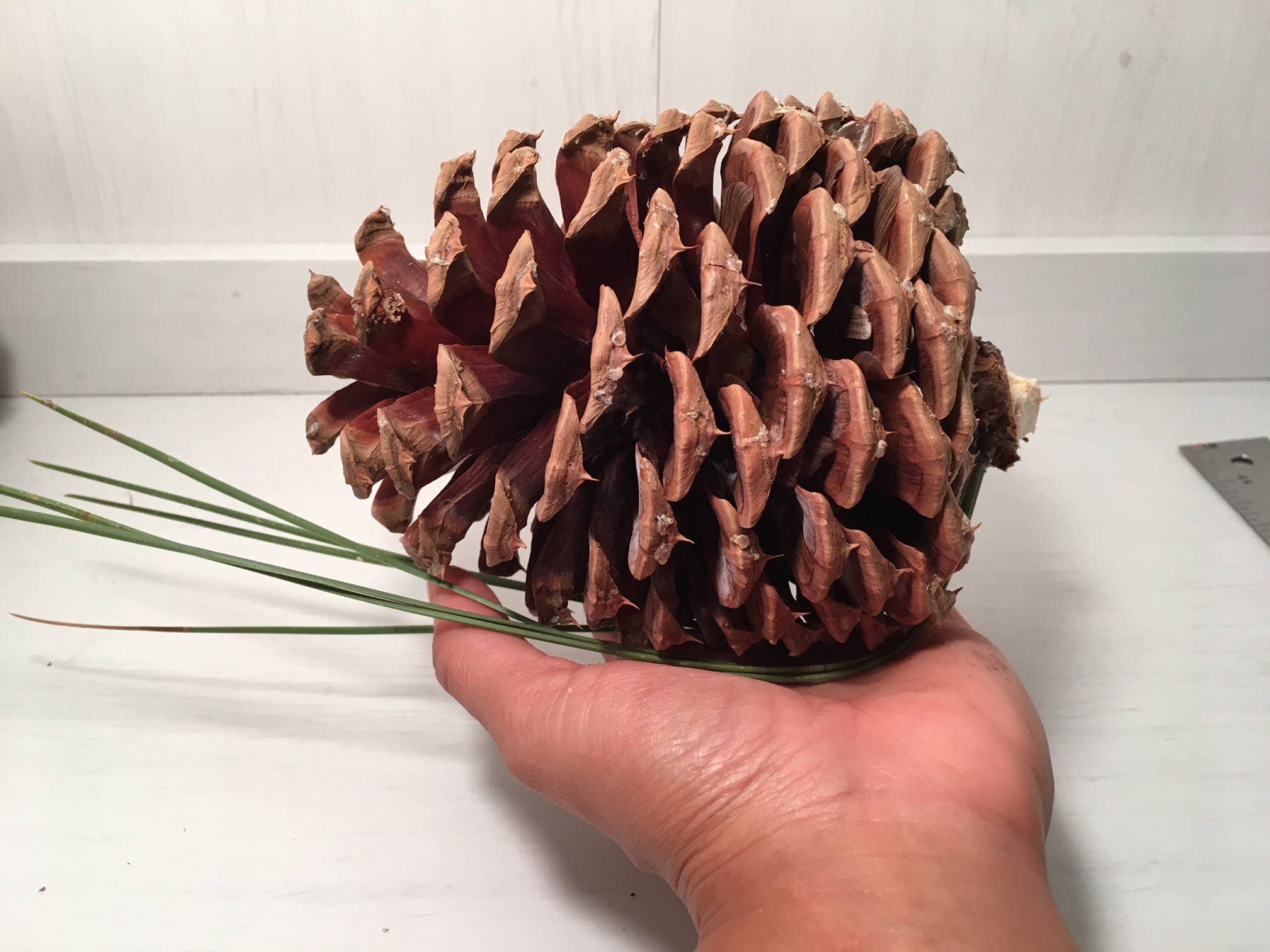 Set of 3 Hand picked Natural Pine Cones