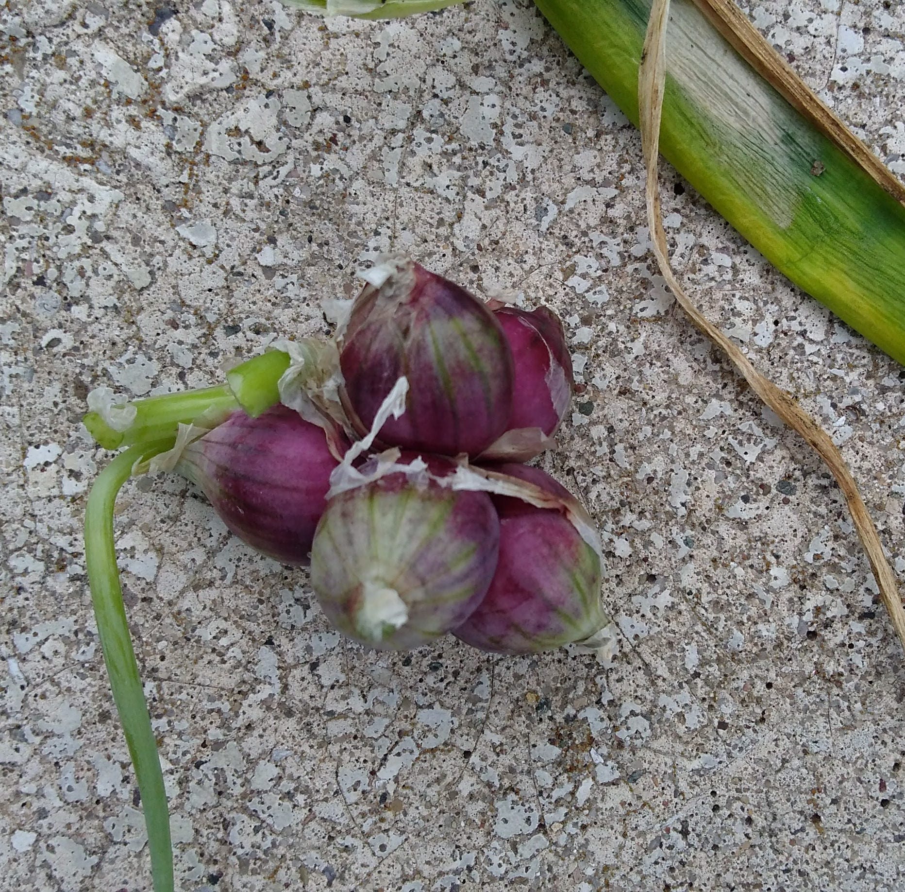 Egyptian Walking Onion Bulbs. Lots of 5 10 or 20. Heirloom