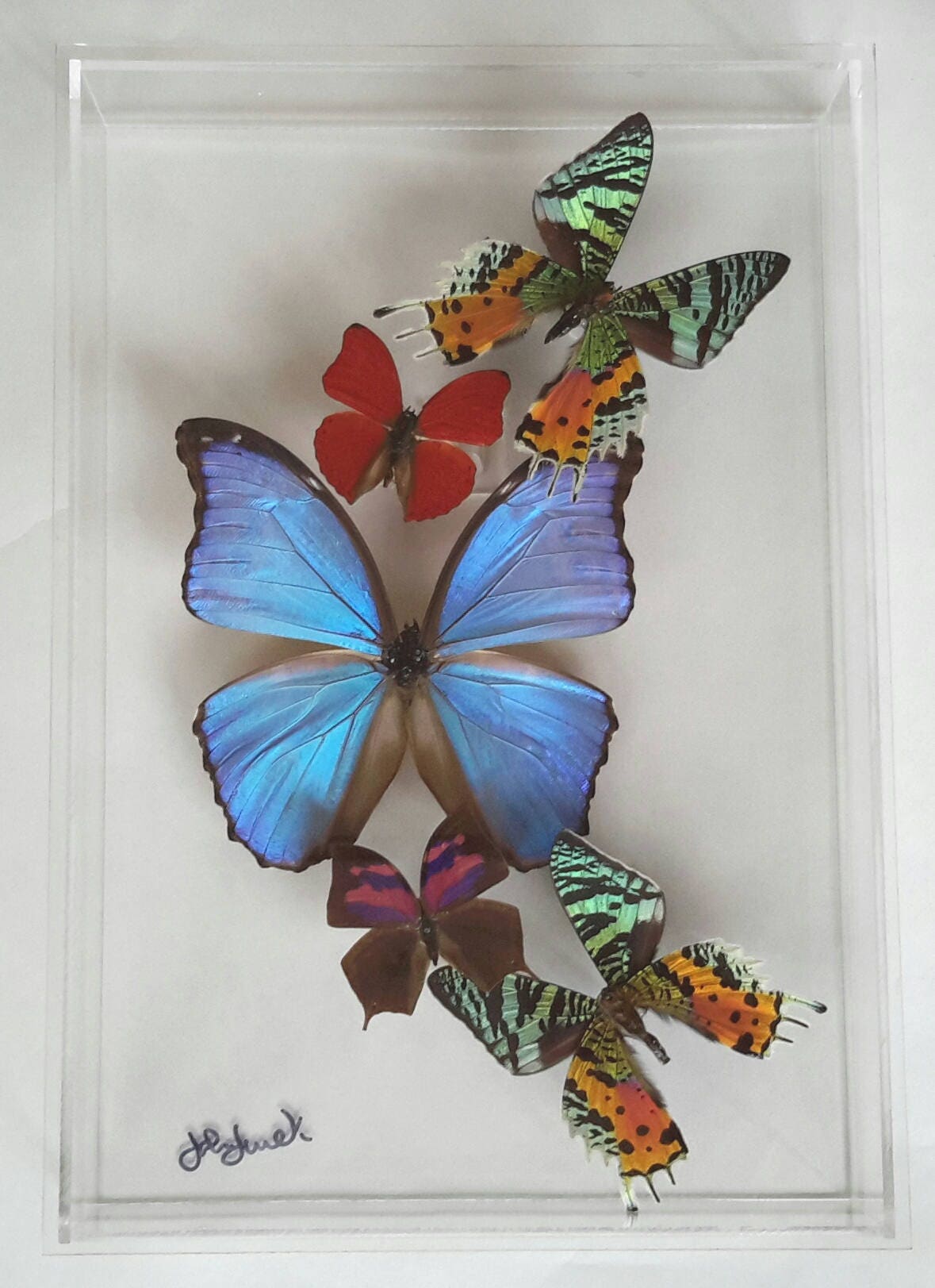 NEW butterfly display framed butterflies mounted