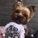Yorkies