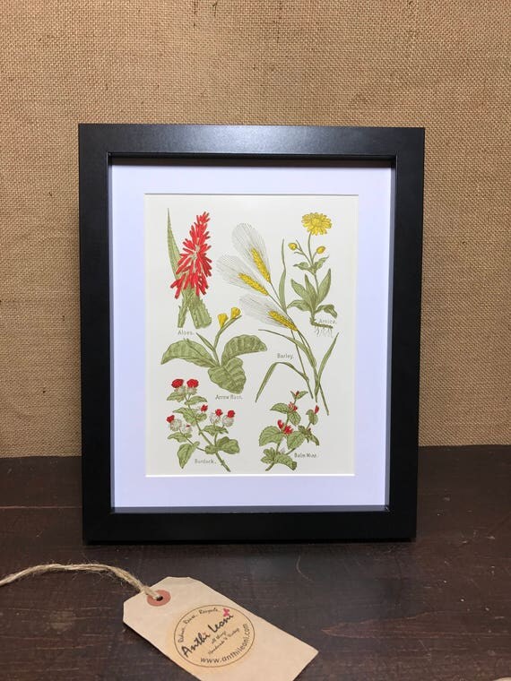 Botanical Book Plate Print - Mounted Vintage Herbal Plant Illustration - Balm Mint - Burdock - Aloes - Arnica - Arrow Root - Barley