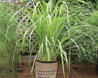 Lemongrass Live Plant Fit 1 Gallon pot Non-GMO Organic Healthy Strong Root Mosquitoes Repellent Cymbopogon Citratus