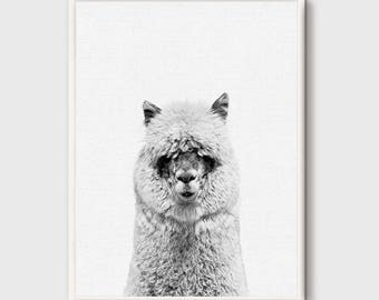 Alpaca, Alpaca Print, Nursery Animal Wall Art, Animal Portrait, Animal Photo Print, Kids Animal Art, Animal Decor, Peekaboo Decor