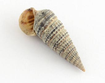 Set of 2 spiral shells without hole 15 ~ 23 x 8 x 8 mm