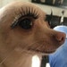 Snoot
