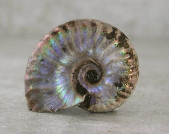 Fossil Ammonite Specimen, Small Natural Fossilized Ammonite, Collector Specimen, Rockhound Specimen, Unpolished Display Fossil Specimen