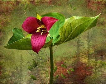 The Red Trillium - Trillium erectum