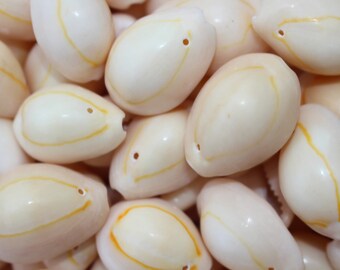 75 cowries 75 cowries free plus 150 cowries with hole 1 1/2 cm - 2.5 cm 12 mm - 25 mm