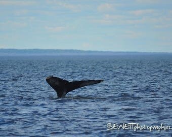 Photography: humpback 20 x 30 cm