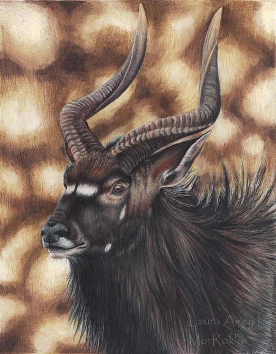 Nyala 5 x 7 Fine Art Print African Antelope By Laura